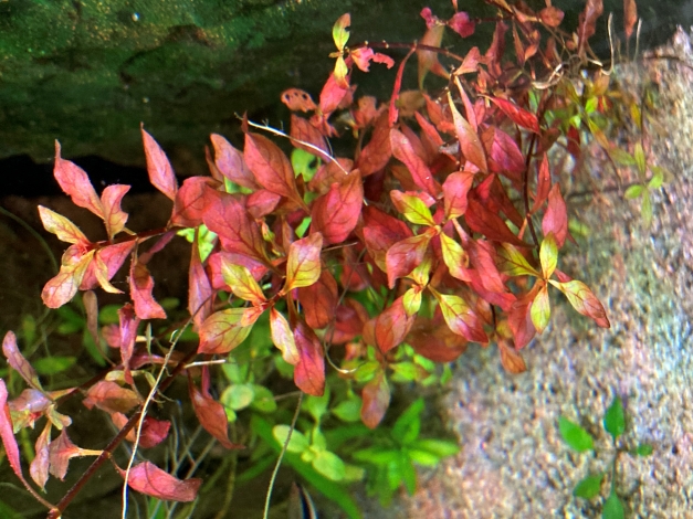 ludwigia palustris super red